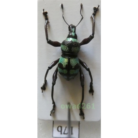 Metapocyrtus elegans Waterhouse, 1842 male Philippines17b